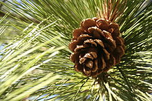 220px-Pinus_benthamiana_cone